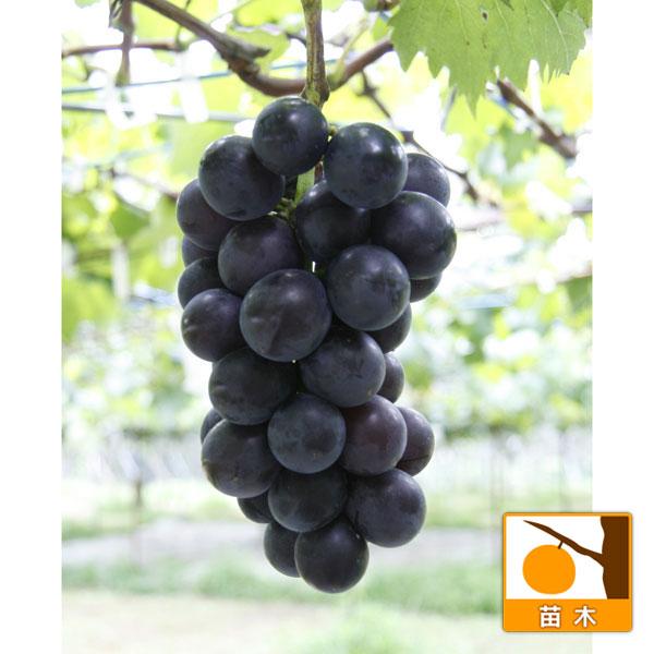 果樹の苗 ぶどう フジミノリ 藤稔 挿木苗4 5号ポット 1732 園芸ネット 通販 Yahoo ショッピング