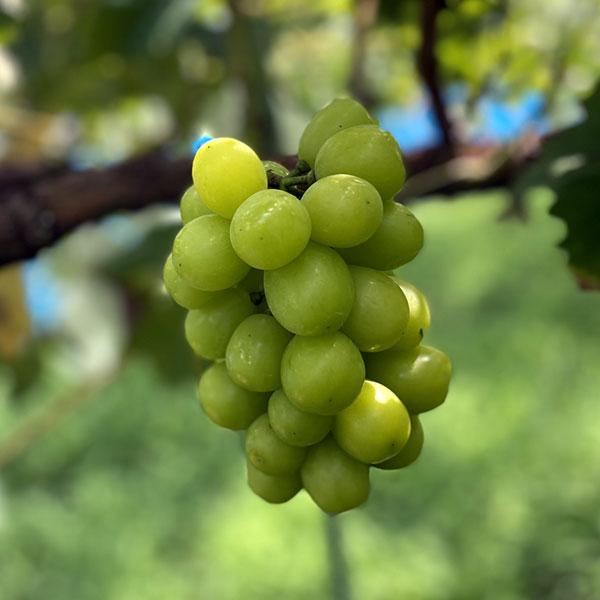 果樹の苗 ブドウ シャインマスカット挿木苗4 5号ポット 1752 園芸ネット 通販 Yahoo ショッピング