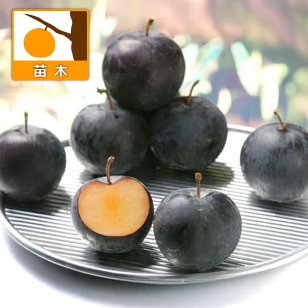 バイオチェリーは新しい果実でサクランボと西洋スモモの属間交配種。果皮は黒紫色でまるでブドウのようですが果肉は見事な橙色。甘味も強く食味良好で、すばらしいおいしさです。ジューシーで夏の新しいフルーツとしておすすめ。果重20gで豊産性。栽培は容...