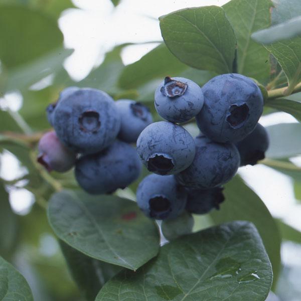 果樹の苗 ブルーベリー ハイブッシュ系 はやばや星5号ポット 1741 園芸ネット 通販 Yahoo ショッピング
