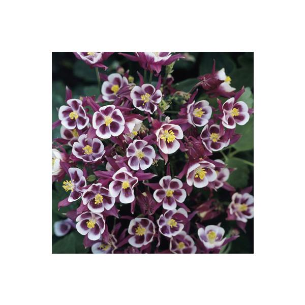 ★入荷から日数が経ったためセール価格となりました。商品の状態は画像と異なる場合があります。★ウィンキーは西洋オダマキの人気品種で上向きに咲くのが特徴です。発色が美しく、花壇のボーダーや鉢植えに向く魅力的な品種です。耐寒性・耐暑性が強く、半日...