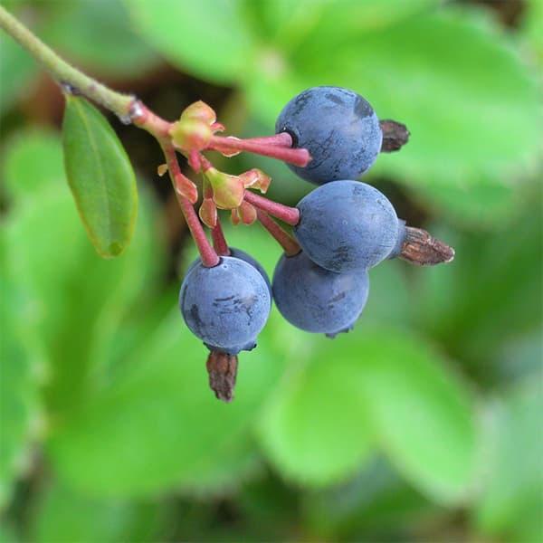 ドイツで実生選抜されたビルベリー。一般に流通するビルベリーよりも暑さに強い品種です。野生のブルーベリーとして話題となったビルベリーは北欧からアジアにかけて広い範囲に自生する野生の小果樹です。果実にはブルーベリーの3〜5倍の良質のアントシアニ...