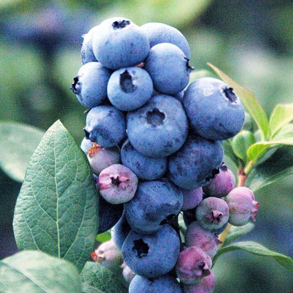 スパルタンは樹勢は強く直立性。早生品種の中でも非常に人気のある品種です。果皮は濃青色で裂果がほとんどありません。果実は極大型で、甘みが多く酸味が少なく、食味良好です。排水の良い土地を好みます。温暖地にも向き、開花期が遅いので晩霜に強いのも特...