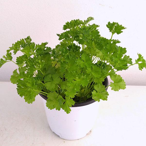 世界各地で栽培され、栄養価が高いハーブです。特にビタミン類は多く含まれ、カルシウム、ミネラルなど栄養素の含有量はハーブの中でもトップクラス。食欲増進・疲労回復などの効果もあり、スープ・サラダ・天ぷらなどに香りづけに利用できます。※詳しい商品...