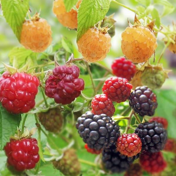 果樹の苗 木いちごの苗人気3種セット ボイソンベリー インディアンサマー ファールゴールド 園芸ネット 通販 Yahoo ショッピング