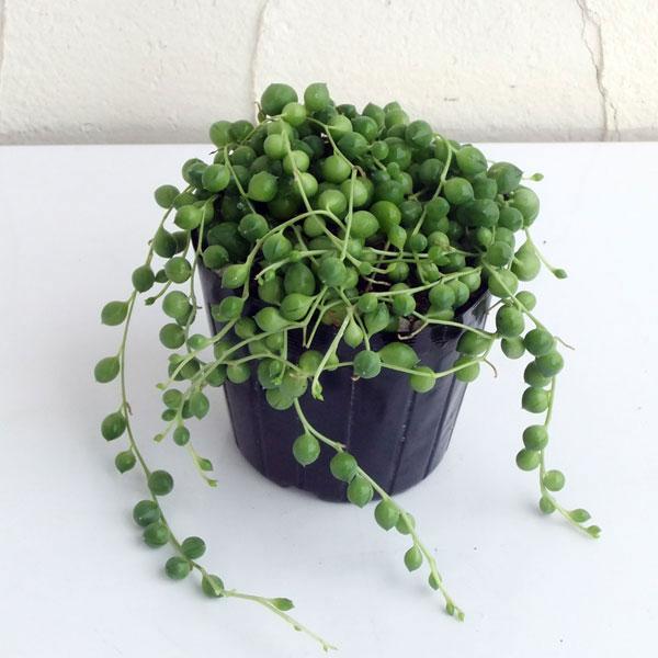 ころころとかわいいグリーンネックレス。「緑の鈴」とも呼ばれ、ナミビア原産のキク科セネキオ属のロウリーアヌスという品種です。いたって強健で乾燥に強く、日当たりさえよければどんどん伸びてきます。伸びすぎると根元がすかすかになってしまうので、挿し...