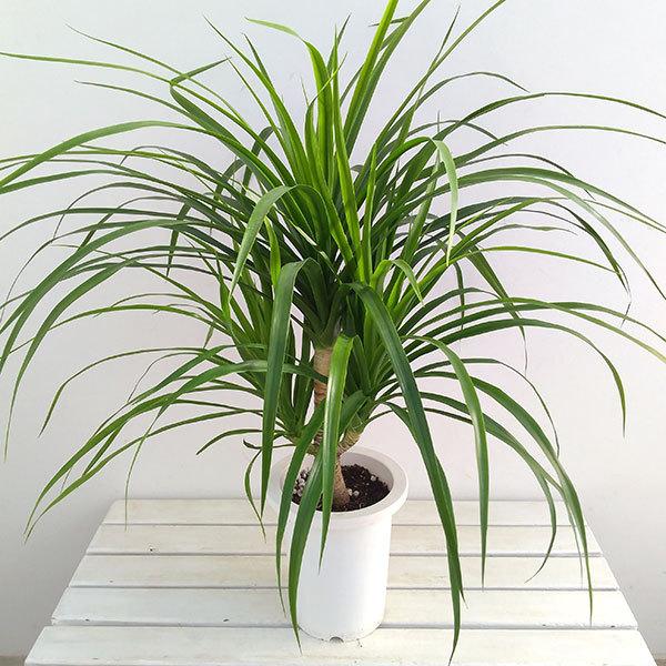観葉植物 ドラセナ カンボジアーナ7号鉢植え 園芸ネット 通販 Yahoo ショッピング