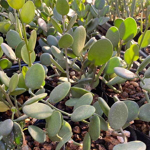 丸い葉がかわいい、別名「緑の太鼓」。マダガスカルの乾燥地帯に自生する多肉のつる植物です。丸い葉っぱは肉厚で人気の観葉植物。寒さに若干弱く、冬は5度以上を保つ必要がありますが、丈夫で手間のかからない品種です。※詳しい商品説明は下のほうに記載が...