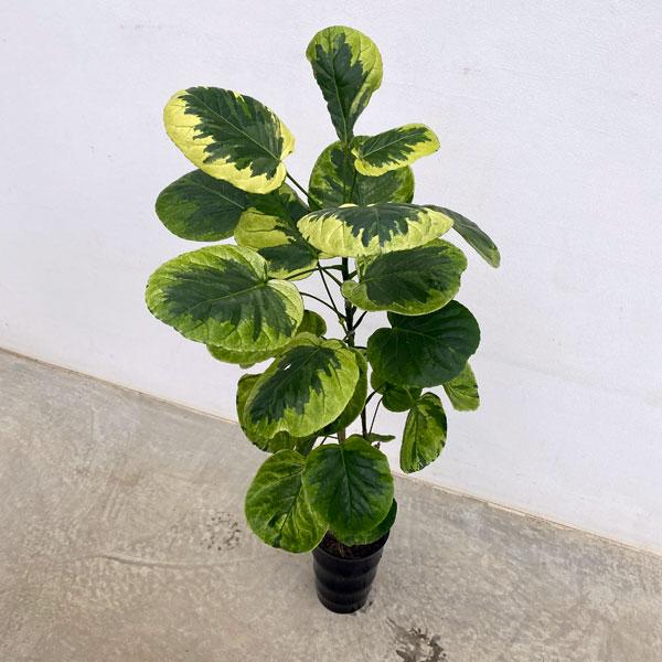 観葉植物 ポリシャス フリスビー 煌 キラメキ 6号鉢植え 園芸ネット 通販 Yahoo ショッピング