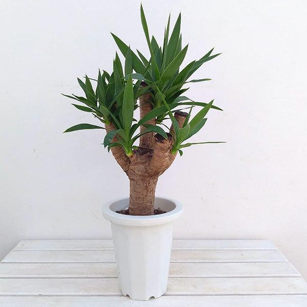 観葉植物 ユッカ ブランチ ユッカ エレファンティペス 7号鉢植え 園芸ネット 通販 Yahoo ショッピング