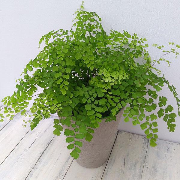 観葉植物 ギフトに アジアンタム フラグランス5号鉢植え モダンクロスポット鉢カバー入り 園芸ネット 通販 Yahoo ショッピング