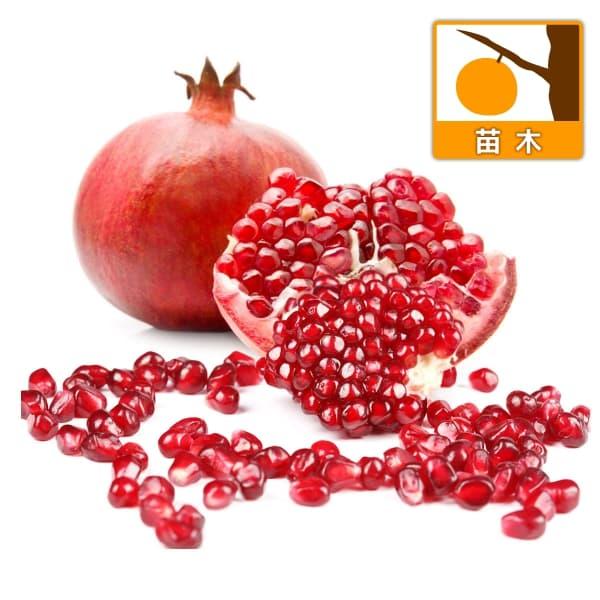 ザクロ 苗木 みんな探してる人気モノ ザクロ 苗木