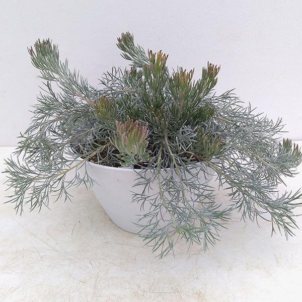 オーストラリア原産の常緑低木 みんな探してる人気モノ オーストラリア原産の常緑低木 食品