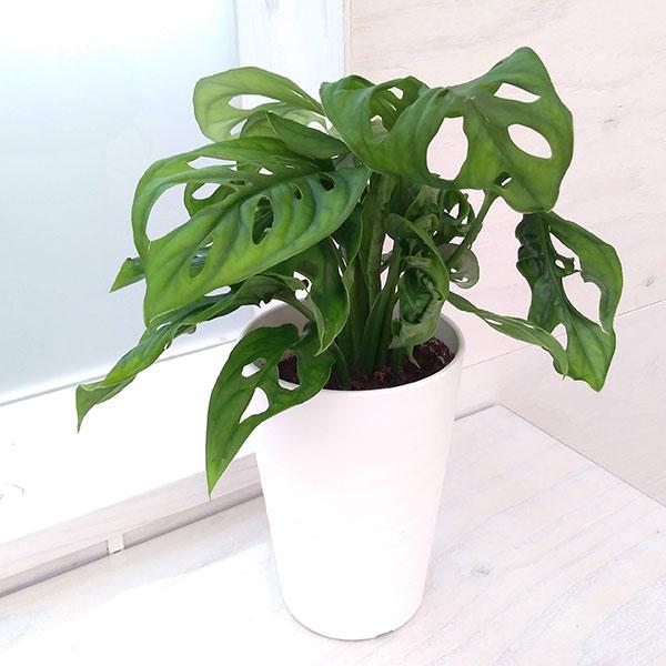 観葉植物 マドカズラ3 5号鉢植え 園芸ネット 通販 Yahoo ショッピング