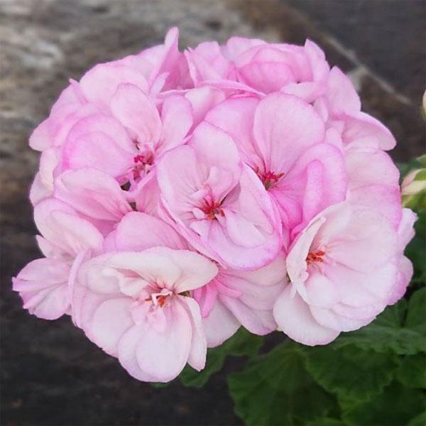 草花の苗 ゼラニウム ピンクレース5号鉢植え 園芸ネット 通販 Yahoo ショッピング