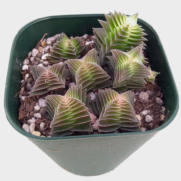 観葉植物 クラッスラ 茜の塔錦 あかねのとうにしき グリーン系 ３号鉢植え 園芸ネット 通販 Yahoo ショッピング