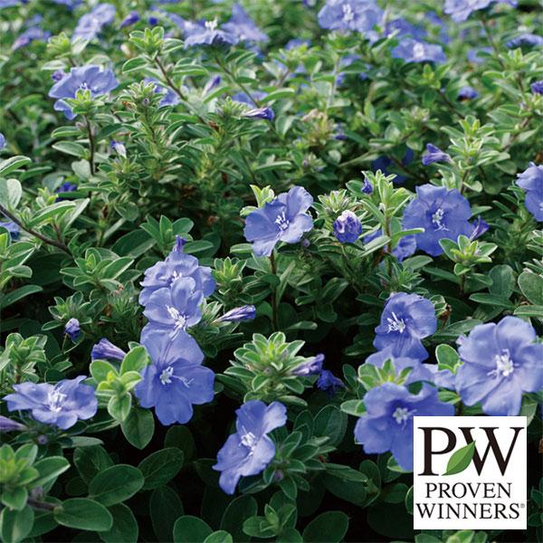 草花の苗 エボルブルス ブルーラグーン4号ポット