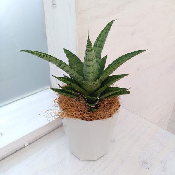 観葉植物 サンセベリア パゴダ4号鉢植え 園芸ネット 通販 Yahoo ショッピング
