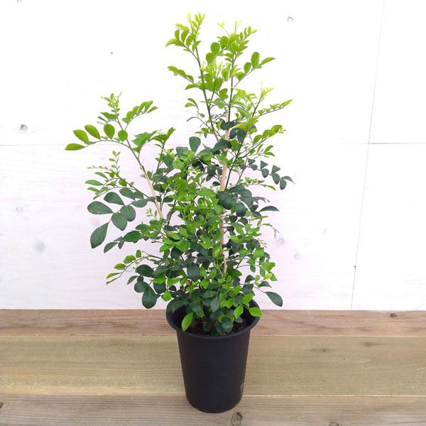 観葉植物 ゲッキツ シルクジャスミン 6号鉢植え 1817 園芸ネット 通販 Yahoo ショッピング
