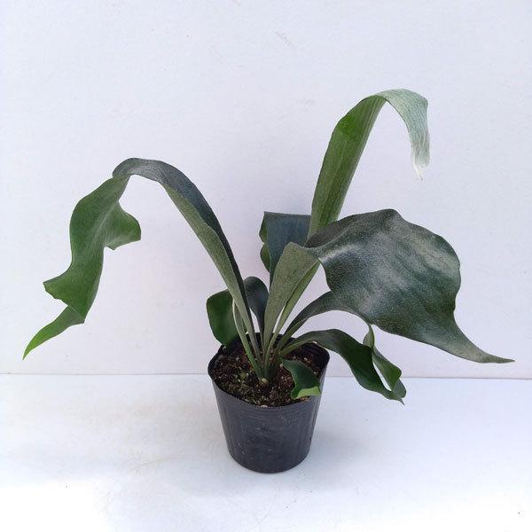 観葉植物 コウモリラン ビカクシダ 4号鉢植え 園芸ネット 通販 Yahoo ショッピング