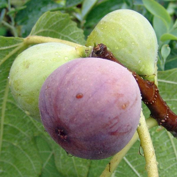 果樹の苗 イチジク バナーネ4〜5号ポット : 園芸ネット - 通販 - Yahoo