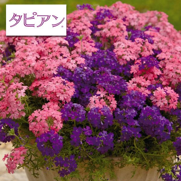 草花の苗 バーベナ（宿根） タピアンローズとバイオレット3号ポット2種セット(R)