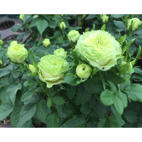 バラの苗 ミニバラ ペパーミント コルダーナ3号ポット Buyee Servis Zakupok Tretim Licom Buyee Pokupajte Iz Yaponii