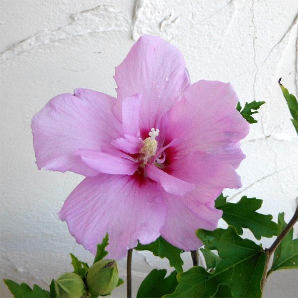 花木 庭木の苗 わけあり特価 ムクゲ 槿 ラベンダーシフォン7号ポット 1812 園芸ネット 通販 Yahoo ショッピング