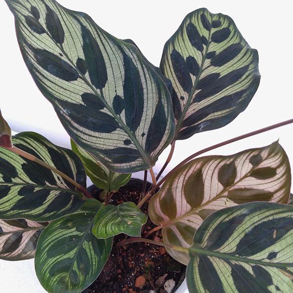 観葉植物 カラテア マコヤナ4号鉢植え 1817 園芸ネット 通販 Yahoo ショッピング
