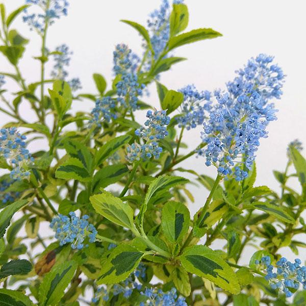 花木 庭木の苗 セアノサス エルドラド（斑入り葉）4-4.5号ポット 4月頃に涼し気な青花を咲かせるカリフォルニアライラック