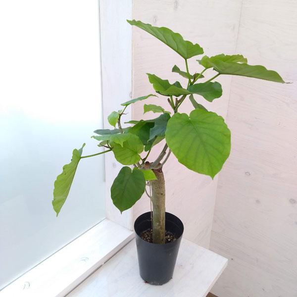 観葉植物 フィカス ウンベラータ 5号鉢植え 1106 園芸ネット 通販 Yahoo ショッピング