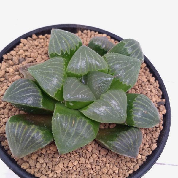 観葉植物 希少ハオルチア 光明 特大 3号 1546 園芸ネット 通販 Yahoo ショッピング
