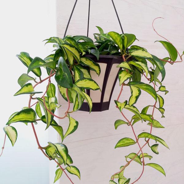 観葉植物 ホヤ カルノーサ エキゾティカ 5号吊り鉢*