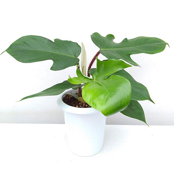 観葉植物 フィロデンドロン スクアミフェルム 5号鉢植え 1617 園芸ネット 通販 Yahoo ショッピング