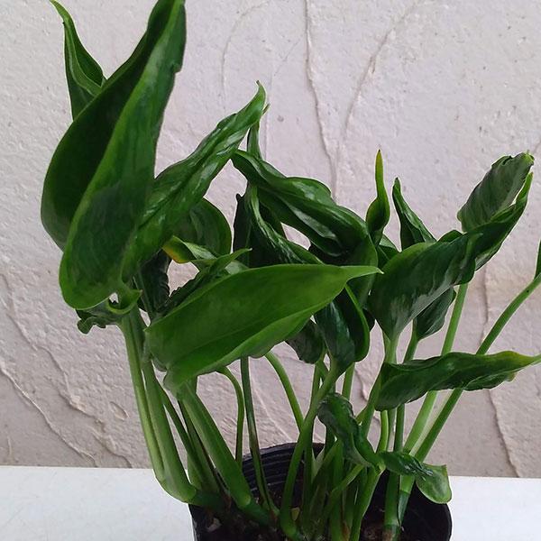 観葉植物 ポトス テルノシャングリラ3号ポット 4株セット 1669 園芸ネット 通販 Yahoo ショッピング