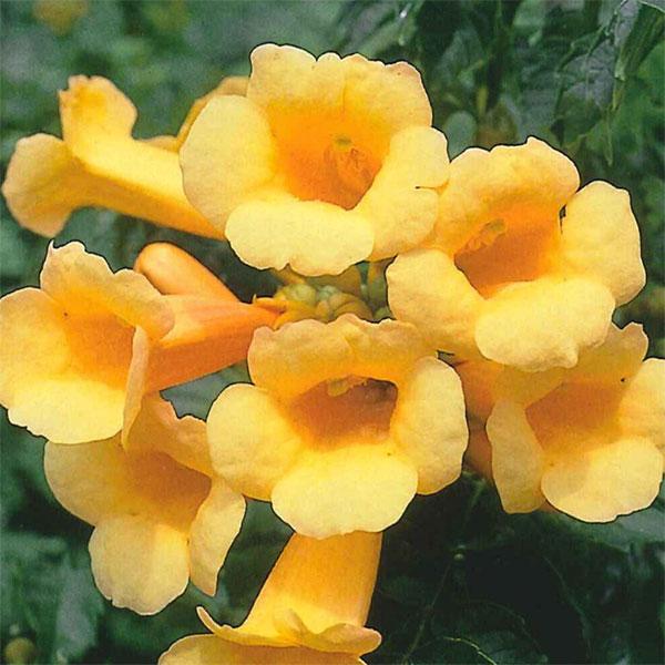 草花の苗 わけあり特価 ノウゼンカズラ イエロートランペット6号鉢植え 16 園芸ネット 通販 Yahoo ショッピング