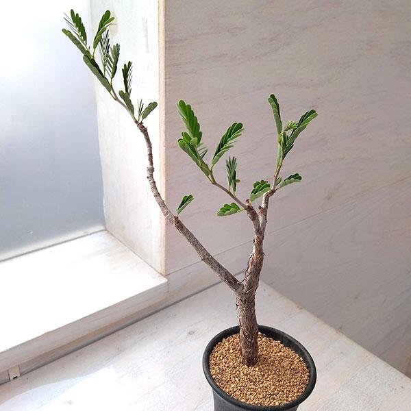 観葉植物 棚卸セール センナ メリディオナリス 2.5号22-01 : 園芸