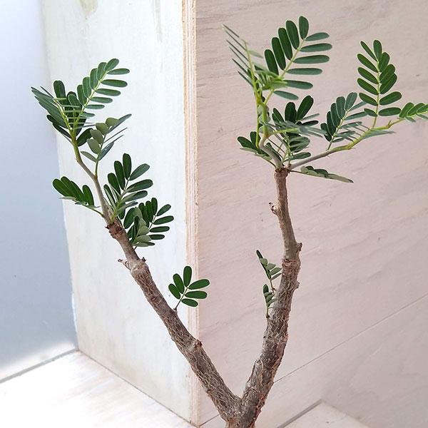 観葉植物/センナ：メリディオナリス 2.5号22-02 : 園芸ネット - 通販