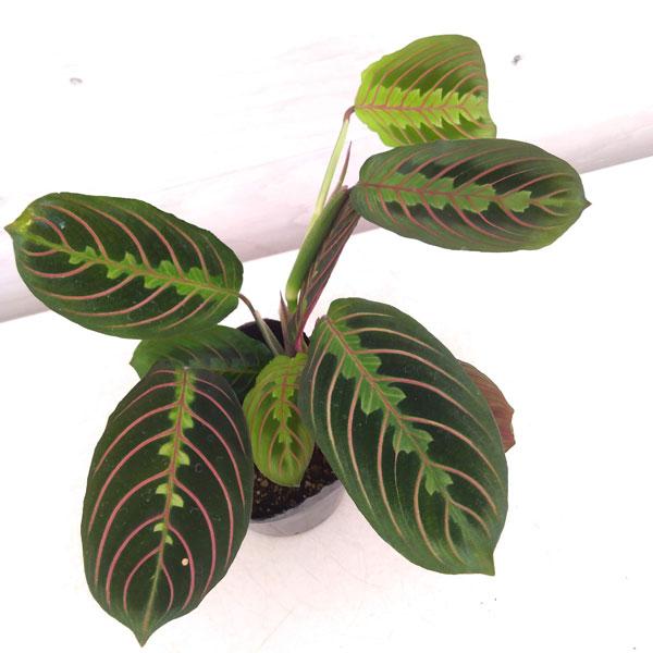 観葉植物 マランタ レウコネウラ（ボスタフ） 3.5号ポット
