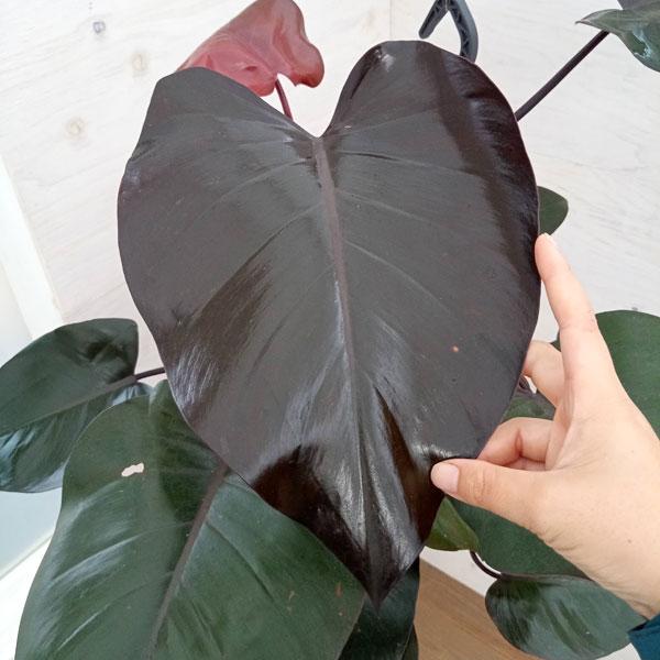 観葉植物 フィロデンドロン ニューレッド 5号鉢植え 1940 園芸ネット 通販 Yahoo ショッピング