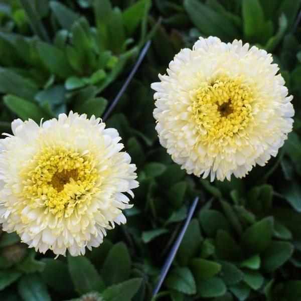 草花の苗 シャスターデージー レウカンセマム ルナ 3 5号ポット 1132 園芸ネット 通販 Yahoo ショッピング