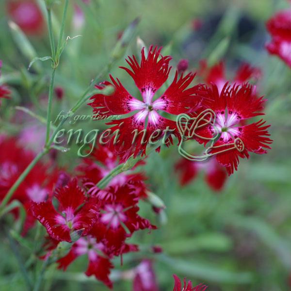 秋の七草に数えられる、清楚なかわらなでしこ。この苗は赤花です。※詳しい商品説明は下のほうに記載があります