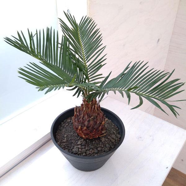 観葉植物 ソテツ 蘇鉄 6号平鉢植え 1436 園芸ネット 通販 Yahoo ショッピング