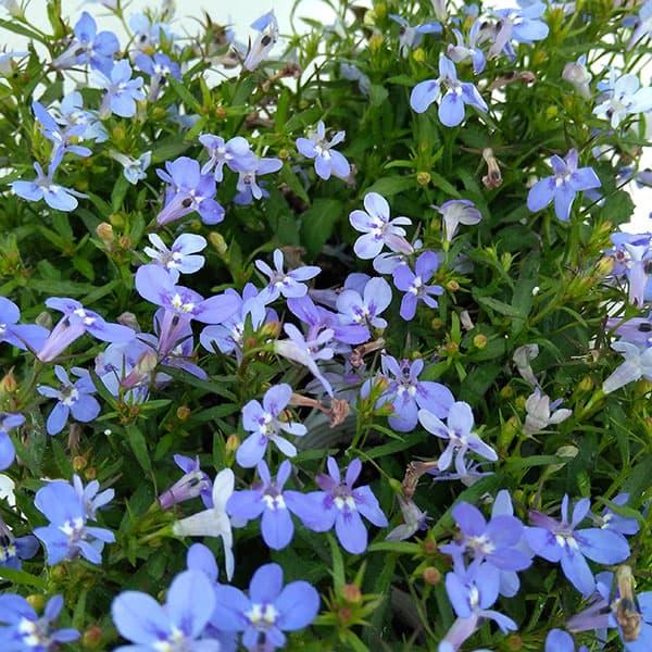 ロベリア 苗 みんな探してる人気モノ ロベリア 苗 レディースファッション