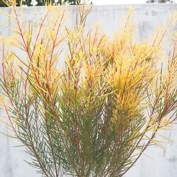 花木 庭木の苗 アカシア フロリバンダフェニックスゴールド6号鉢植え 1766 園芸ネット 通販 Yahoo ショッピング