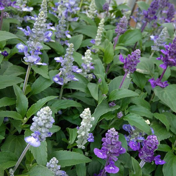 草花の苗 サルビア ファリナセア3色ミックス植え3 5号ポット 園芸ネット 通販 Yahoo ショッピング