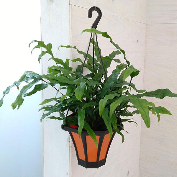 観葉植物 カンガルーファン ミクロソリウム ディベルシフォリウム 5号吊鉢植え 園芸ネット 通販 Yahoo ショッピング