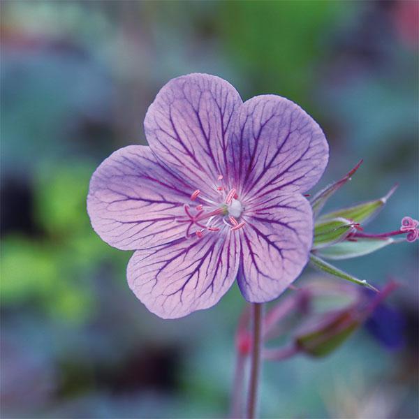 草花の苗 26年10月中下旬予約 ゲラニウム カヤ3.5号ポット : 園芸
