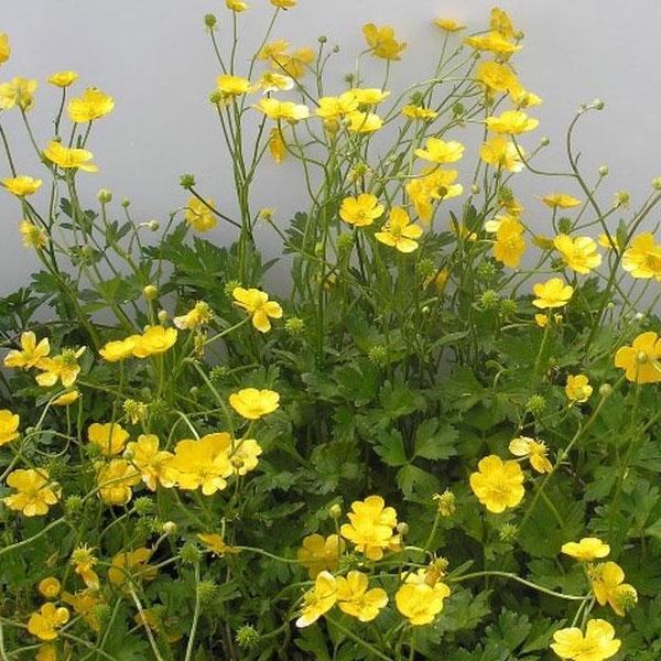 ゴールドカップは原種に近い小花のラナンキュラスです。ゴールドコインの一重咲タイプで、光沢のある花弁の黄色の花が明るい印象です。耐寒性が強くとても強健です。生育力旺盛ですので、毎年横に広がるように増えていきます。グランドカバーにも使えるほど植...