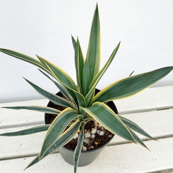 明るいグリーンの葉の縁にクリームの斑が入り、印象的な葉色を年間を通して楽しめます。他のユッカ同様、成長すると夏の終わりころに花を咲かせ、明るいピンク色の蕾から白い花が開花します。冬の寒さに当たると葉の縁がほんのりピンクに色づくこともあります...